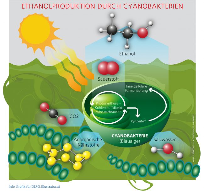 DOK_BDLI_Infografik_Cyanobakterie_V03